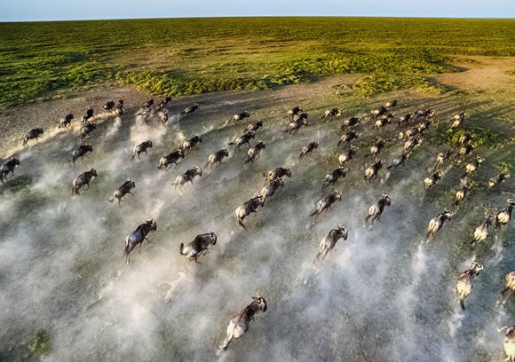 Wildebeest Migration Tour