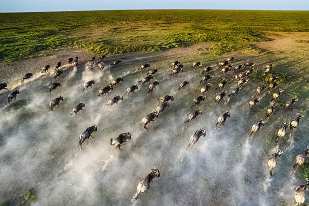 Wildebeest Migration Tour