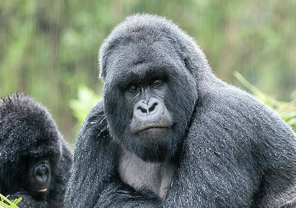 1-Day Gorilla Tracking in Rwanda