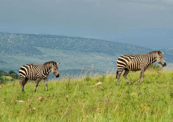 3-Day Akagera National Park Safari