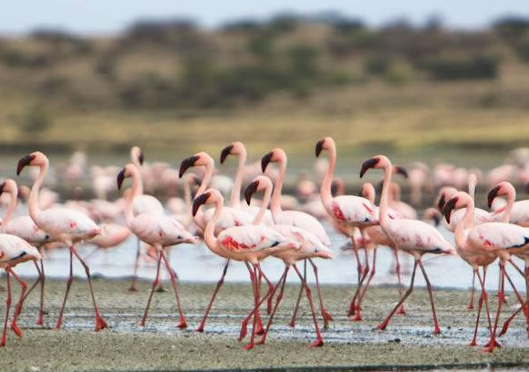 3 Day Wildlife and Flamingo Safari