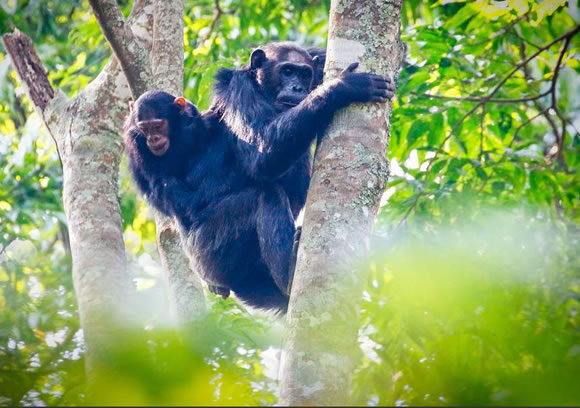 4-Day Wildlife and Chimpanzee Safari