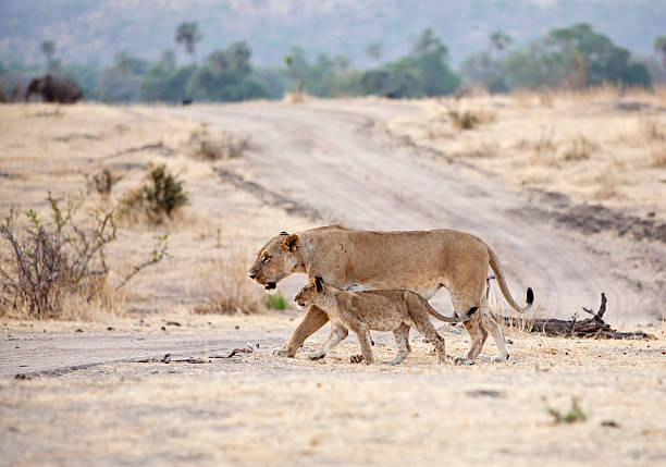 Masai Mara