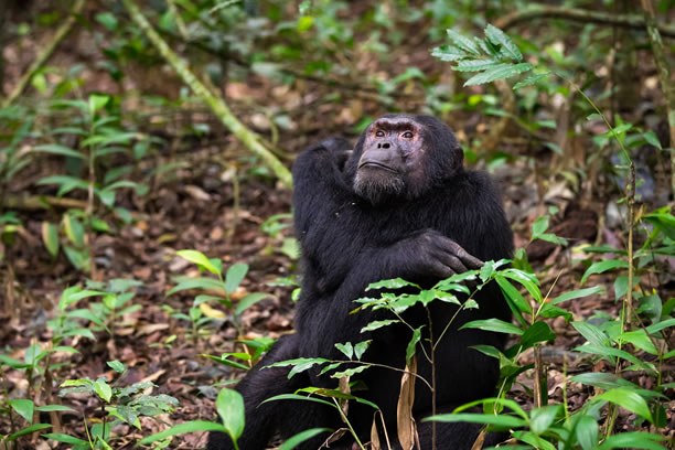 Kibale Forest